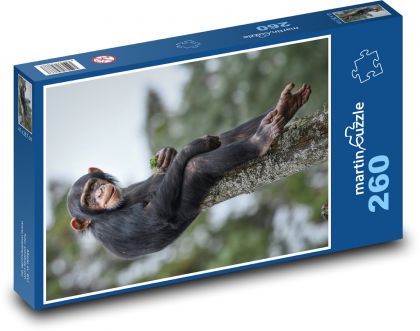 Szympans - małpa - Puzzle 260 elementów, rozmiar 41x28,7 cm