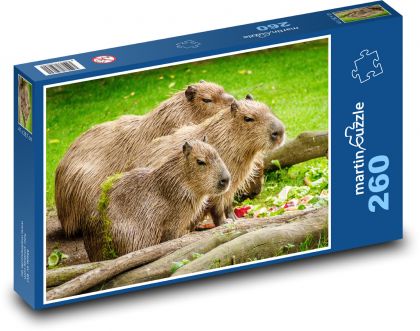Kapybara - puzzle 260 dílků