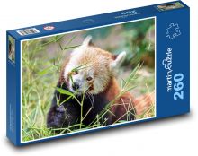 Red panda Puzzle 260 pieces - 41 x 28.7 cm