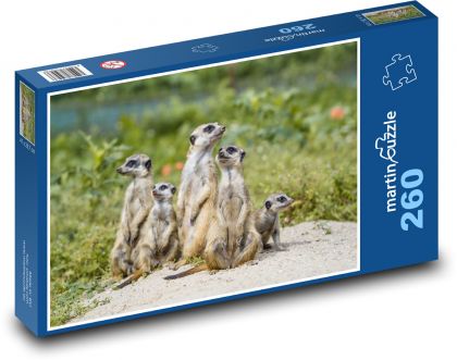 Stádo surikát - Puzzle 260 dielikov, rozmer 41x28,7 cm