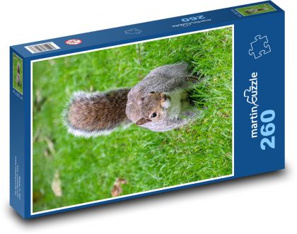 Wiewiórka - gryzoń - Puzzle 260 elementów, rozmiar 41x28,7 cm