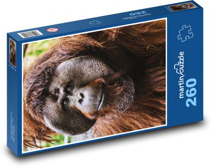 Orangutan - małpa - Puzzle 260 elementów, rozmiar 41x28,7 cm