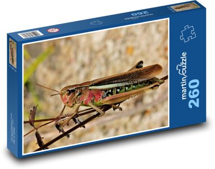 Kobylky - hmyz - Puzzle 260 dielikov, rozmer 41x28,7 cm