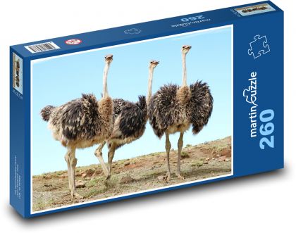 Strauß - Vogel - Puzzle - 260 Teile