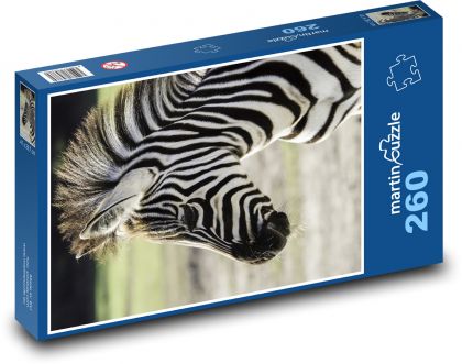 Zebra - Puzzle 260 pieces, size 41x28.7 cm 