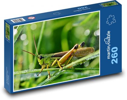 Hmyz - saranče - puzzle 260 dílků