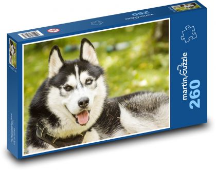 Husky - pes - Puzzle 260 dielikov, rozmer 41x28,7 cm
