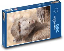 Opice - pavián Puzzle 260 dílků - 41 x 28,7 cm