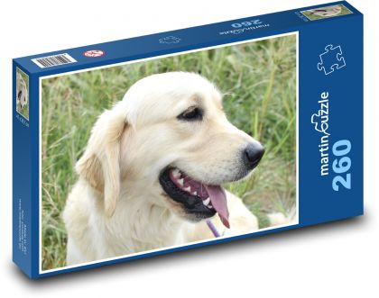 Golden Retriever - Pies - Puzzle 260 elementów, rozmiar 41x28,7 cm