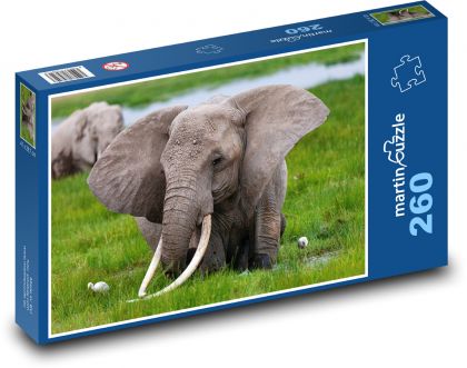 Elephants - tusks - Puzzle 260 pieces, size 41x28.7 cm 