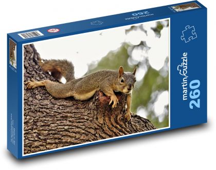 Veverička hnedá - Puzzle 260 dielikov, rozmer 41x28,7 cm