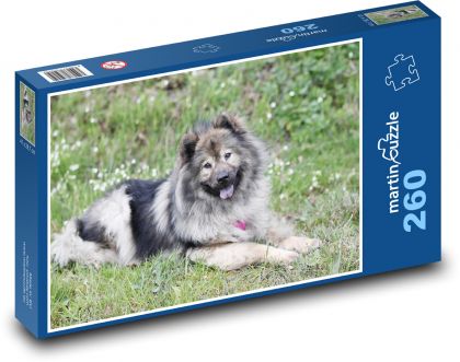Dog - Eurasier - Puzzle 260 pieces, size 41x28.7 cm 