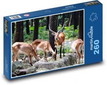 Zvířata - gazela Puzzle 260 dílků - 41 x 28,7 cm