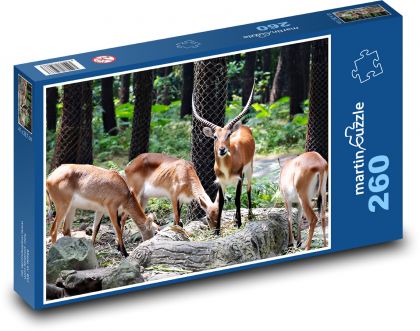 Zvířata - gazela - Puzzle 260 dílků, rozměr 41x28,7 cm
