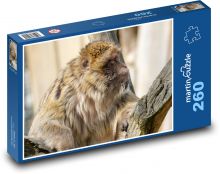 Małpa - makak Puzzle 260 elementów - 41x28,7 cm