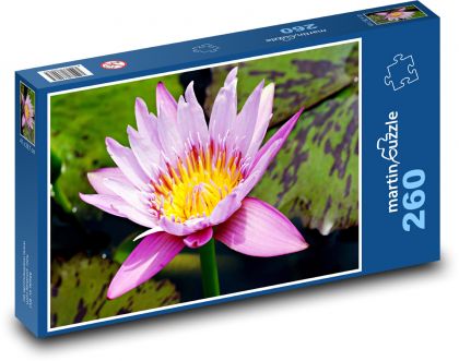 Květ - leknín - puzzle 260 dílků