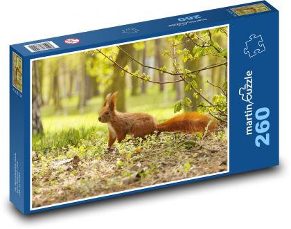 Eichhörnchen - Nagetier - Puzzle - 260 Teile