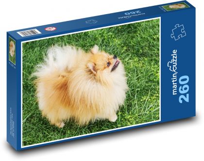 Pes - nemecký špic - Puzzle 260 dielikov, rozmer 41x28,7 cm