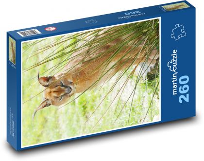 Caracal - šelma - Puzzle 260 dielikov, rozmer 41x28,7 cm