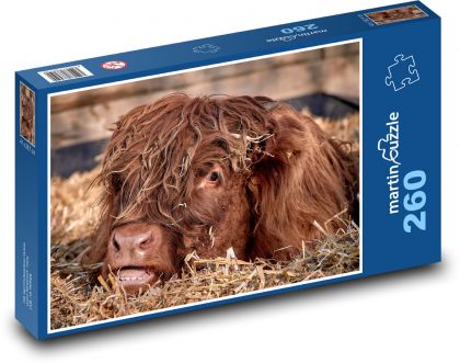 Cow - young cattle - Puzzle 260 pieces, size 41x28.7 cm 