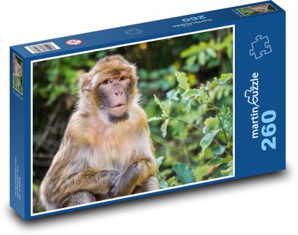 Affe - barbarischer Makak - Puzzle - 260 Teile