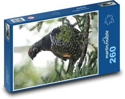 Vták - tetrovka - Puzzle 260 dielikov, rozmer 41x28,7 cm