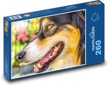 Australian Shepherd - Dog Puzzle 260 pieces - 41 x 28.7 cm