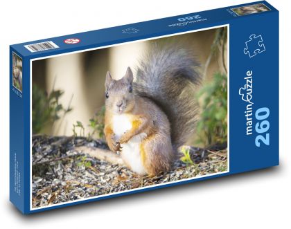 Veverka - hlodavec - puzzle 260 dílků