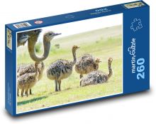 Pštros s mláďaty Puzzle 260 dílků - 41 x 28,7 cm