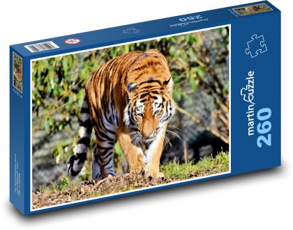 Tiger - Big Cat - Puzzle 260 pieces, size 41x28.7 cm 