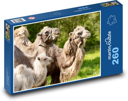 Animals - Camels - Puzzle 260 pieces, size 41x28.7 cm 