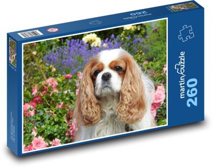 Kavalír - king charles španěl - puzzle 260 dílků