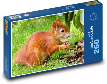 Hrdzavá veverička na tráve - Puzzle 260 dielikov, rozmer 41x28,7 cm