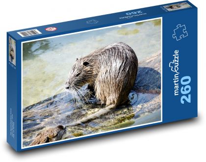 Divoký muskrat v mokrade - Puzzle 260 dielikov, rozmer 41x28,7 cm