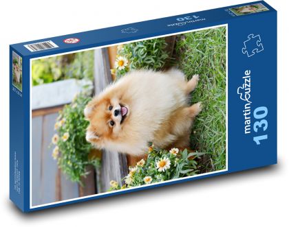 Pes - Pomeranian, mazlíček - Puzzle 130 dílků, rozměr 28,7x20 cm