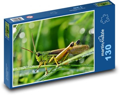 Hmyz - saranče - puzzle 130 dílků