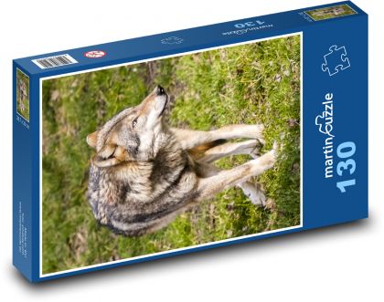 Vlk - savec - puzzle 130 dílků