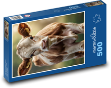 Mladé teľa - domáce zviera Puzzle 500 dielikov - 46 x 30 cm 