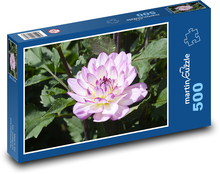 Fialové dahlia - jesenná kvetina, záhrada Puzzle 500 dielikov - 46 x 30 cm