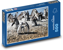 Pinguine - Südafrika, Kapstadt Puzzle 500 Teile - 46 x 30 cm