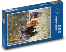 Kühe - Rinder Puzzle 500 Teile - 46 x 30 cm