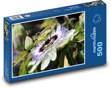 Kwiat męczennicy Puzzle 500 elementów - 46x30 cm