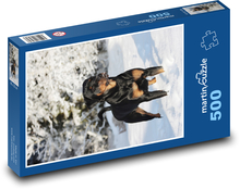 Rottweiler - pies w śniegu Puzzle 500 elementów - 46x30 cm