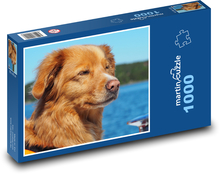 Zlatý retriever pri vode Puzzle 1000 dielikov - 60 x 46 cm