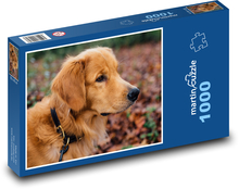 Zlatý retriever na jesennej prechádzke Puzzle 1000 dielikov - 60 x 46 cm 