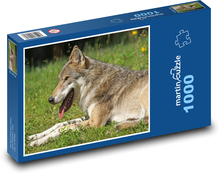 Wilk spoczywający na łące Puzzle 1000 elementów - 60x46 cm