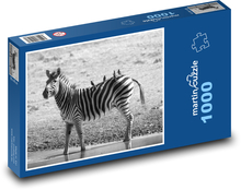 Pruhovaná zebra procházející se ve vodě Puzzle 1000 dílků - 60 x 46 cm