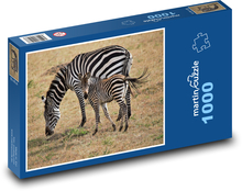 Zebra s mládětem na pastvě Puzzle 1000 dílků - 60 x 46 cm