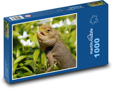 Exotisches Agama in der Natur Puzzle 1000 Teile - 60 x 46 cm