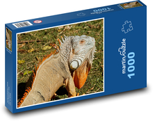 Legwan z ogromnym płatem gardłowym Puzzle 1000 elementów - 60x46 cm